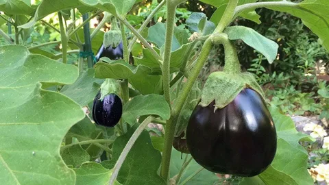 تصویر 2 از فروش استثنایی + قیمت مناسب بادمجان دلمه ای سالم